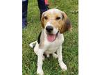 Adopt Maverick a Tricolor (Tan/Brown & Black & White) Beagle / Mixed dog in