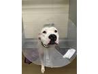 Adopt Selene a White American Pit Bull Terrier / Mixed dog in Knoxville