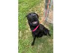 Adopt Kayvon a Black Shar Pei / Mixed dog in Knoxville, TN (41279945)