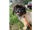 Adopt Nicholas a Black Pekingese / Mixed dog in Knoxville, TN (41450614)