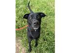 Adopt Agent Rob a Black Retriever (Unknown Type) / Mixed dog in Knoxville