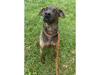 Adopt Cade a Brindle Labrador Retriever / Mixed dog in Knoxville, TN (41445972)