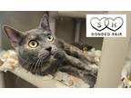 Adopt Michelle a Gray or Blue Domestic Shorthair / Domestic Shorthair / Mixed
