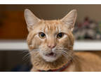 Adopt Mr. Thomas a Orange or Red Domestic Shorthair / Domestic Shorthair / Mixed