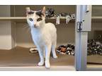 Adopt Mary Lou a White Domestic Shorthair / Domestic Shorthair / Mixed cat in