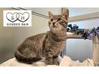 Adopt Romy a Gray or Blue Domestic Shorthair / Domestic Shorthair / Mixed cat in