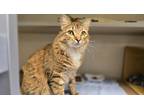 Adopt Tiger Lilly a Brown or Chocolate Domestic Mediumhair / Domestic Shorthair