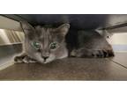 Adopt Remi a Gray or Blue Domestic Shorthair / Domestic Shorthair / Mixed cat in