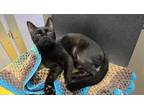 Adopt Regina a All Black Domestic Shorthair / Domestic Shorthair / Mixed cat in