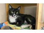Adopt Tammie a All Black Domestic Shorthair / Domestic Shorthair / Mixed cat in