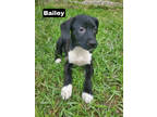 Adopt Bailey a Black Labrador Retriever / Black Mouth Cur / Mixed dog in
