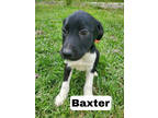 Adopt Baxter a Black Labrador Retriever / Black Mouth Cur / Mixed (short coat)