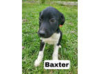 Adopt Baxter a Black Labrador Retriever / Black Mouth Cur / Mixed dog in