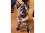 Adopt Xena a All Black Domestic Shorthair / Domestic Shorthair / Mixed cat in