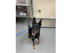 Adopt Rocky a Black German Shepherd Dog / Doberman Pinscher / Mixed dog in