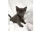 Adopt Jasper a Gray or Blue (Mostly) Domestic Shorthair cat in Greensboro