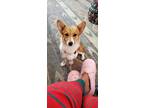 Adopt Biscuit a Tan/Yellow/Fawn - with White Corgi / Mixed dog in Mission Viejo