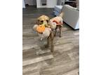 Adopt Dexter a Red/Golden/Orange/Chestnut Goldendoodle / Mixed dog in Iowa