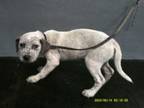Adopt 2510 a Australian Cattle Dog / Blue Heeler, Pit Bull Terrier