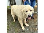 Adopt 2528 a Great Pyrenees