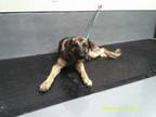 Adopt 2523 a German Shepherd Dog