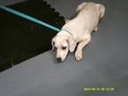 Adopt Zoe a Labrador Retriever