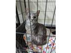 Adopt Skye a Domestic Short Hair