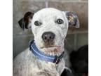 Adopt Silver a Australian Cattle Dog / Blue Heeler