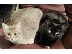 Adopt Abigail and Charley (Courtesy Post) a Gray, Blue or Silver Tabby Domestic