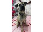 Adopt Emmett a Anatolian Shepherd / American Pit Bull Terrier / Mixed dog in