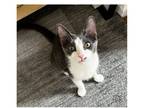 Adopt Edie is the perfect girl! a Gray or Blue (Mostly) Domestic Shorthair /