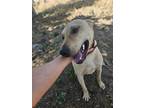 Adopt Rocky a Tan/Yellow/Fawn - with White German Shepherd Dog / Mixed dog in