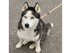 Adopt Perpetua(pepi) a Siberian Husky / Mixed dog in Pomona, CA (41466402)