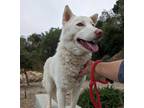 Adopt Princess a Siberian Husky / Mixed dog in Pomona, CA (41466401)