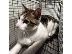 Adopt Benny a Domestic Shorthair / Mixed cat in Pomona, CA (41466400)