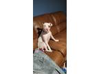 Adopt Ollie a White - with Brown or Chocolate American Pit Bull Terrier / Mixed