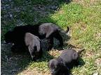 Adopt Lab Mix a Black Labrador Retriever / Mixed dog in Tyronza, AR (41466338)