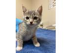 Adopt Sylvia a Domestic Shorthair / Mixed cat in Sherwood, OR (41466397)