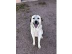 Adopt Gaston a White Anatolian Shepherd / Anatolian Shepherd / Mixed dog in