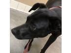 Adopt Princess a Mixed Breed (Medium) / Mixed dog in Spokane Valley