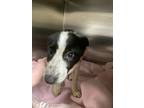 Adopt Teddi a Mixed Breed (Medium) / Mixed dog in Spokane Valley, WA (41466394)