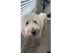 Adopt Kai a White Great Pyrenees / Poodle (Standard) / Mixed dog in Austin