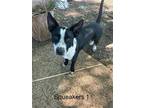 Adopt Squeakers a White - with Black Basenji / Australian Cattle Dog / Mixed dog