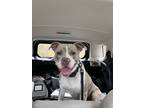 Adopt Jerry a Merle American Pit Bull Terrier / Mixed dog in Durham
