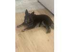 Adopt Zury a Black - with White Australian Cattle Dog / Mixed dog in Acworth