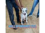 Adopt 1212 Bull a Pit Bull Terrier