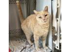 Adopt Sebastian a Domestic Short Hair