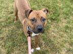 Adopt Remy a Pit Bull Terrier
