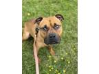 Adopt Leonard a Boxer