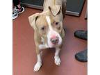 Adopt Okie a Pit Bull Terrier